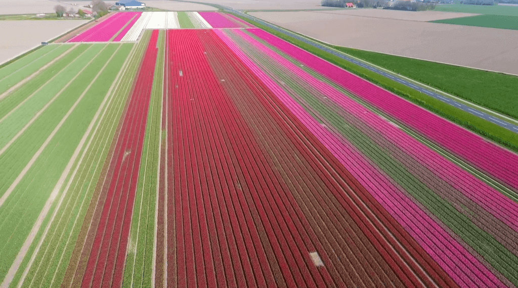 Tulpenvelden